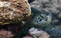 Liberta, green turtle, adopted by Yoga Tage Claudia Shankari Zimmermann & Danja Lutz Green turtle, resting behind a rock, Galu, Diani Beach, Kenya. Image.
