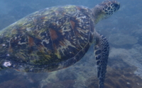Njoki, adopted by Njoki Njoroge. Adopted sea turtle in Kenya. Image