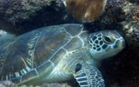 Atuin, green turtle, adopted by Ellie Huxtable Green turtle, resting in coral reef, Kongo, Diani Beach, Kenya. Image.