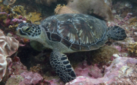 Reiner, green turtle, adopted by Mariama Green turtle resting on the reef, Kisima Mungu, Diani Beach, Kenya. Image.