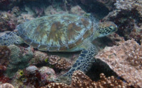 Paulette, green turtle, adopted for Sarah Green turtle on reef, Kisima Mungu, Diani, Kenya. Image.