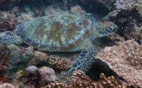 Paulette, green turtle, adopted for Sarah Green turtle on reef, Kisima Mungu, Diani, Kenya. Image.
