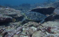 Sladi, adopted by Sladija Nedic Adopted sea turtle in Kenya. Image