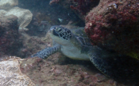 Kolani, green turtle, adopted Green turtle, Kisima Mungu, Diani Beach, Kenya. Image.