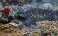 Moon, green turtle, adopted for Carlos by Aina Alonso Gelabert Green turtle resting on the reef, Galu, Diani, Kenya. Image.