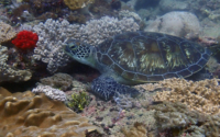 Moon, green turtle, adopted for Carlos by Aina Alonso Gelabert Green turtle resting on the reef, Galu, Diani, Kenya. Image.