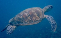 Figa, green turtle, adopted by Ilenia for Krzystof Green turtle swimming, Milele, Diani Beach, Kenya. Image.