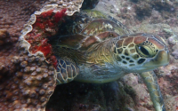Dachsi, green turtle, adopted Green turtle, Kisima Mungu, Diani, Kenya. Image.