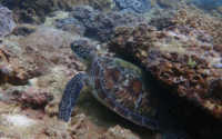 Cara Maria, green turtle, adopted for Cara Maria Green turtle resting under a rock, Jadini, Kenya. Image.