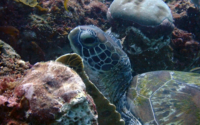 Giorgio, green turtle, adopted Green turtle, South Kisima, Diani, Kenya. Image.