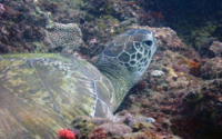 Rita, green turtle, adopted by Yoga Tage Claudia Shankari Zimmermann & Danja Lutz Green turtle, resting on rocks of reef, Kisima Mungu, Diani Beach, Kenya. Image.