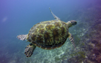 Clews, green turtle, adopted Green turtle, Tiwi, Diani, Kenya. Image.