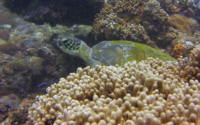 Alaya, green turtle, adopted by Yoga Tage Claudia Shankari Zimmermann & Danja Lutz Green turtle, resting on reef, Tiwi Wall, Diani Beach, Kenya. Image.