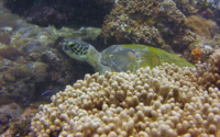 Alaya, green turtle, adopted by Yoga Tage Claudia Shankari Zimmermann & Danja Lutz Green turtle, resting on reef, Tiwi Wall, Diani Beach, Kenya. Image.