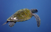 Shell, green turtle, adopted for Carl Green turtle swimming in the blue, Galu, Kenya. Image.