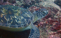 Santiago, green turtle, adopted by Heather Green turtle resting on reef, Kisima Mungu, Kenya. Image.
