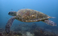 Barney, adopted by Simon Lewis Adopted sea turtle in Kenya. Image