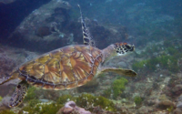 Tiwi, green turtle, adopted for Charlotte Green turtle swimmig, Tiwi, Kenya. Image.