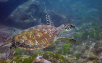 Tiwi, green turtle, adopted for Charlotte Green turtle swimmig, Tiwi, Kenya. Image.