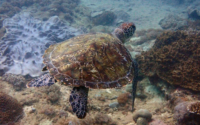 Aleija, green turtle, adopted by Yoga Tage Claudia Shankari Zimmermann & Danja Lutz Green turtle, swimming over reef, Galu, Diani Beach, Kenya. Image.