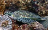 Wilbur, green turtle, adopted for Richelle Green turtle, Galu, Diani, Kenya. Image.