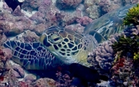 Omwoyo, green turtle, adopted by
Brian Omwoyo Green turtle resting, Kisima Mungu, Kenya. Image.