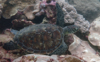 Clarke, green turtle, adopted Green turtle, Kisima Mungu, Diani Beach, Kenya. Image.