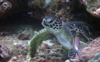 Edgar, green turtle, adopted by Yoga Tage Claudia Shankari Zimmermann & Danja Lutz Green turtle, resting on reef, Kisima Mungu, Diani Beach, Kenya. Image.
