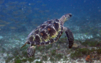 Karuna, green turtle, adopted by Yoga Tage Claudia Shankari Zimmermann & Andre Danke Green turtle, swimming over seagrass, Kongo, Diani Beach, Kenya. Image.