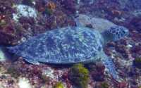Thomas, green turtle, adopted Green turtle resting on a reef, Mwanamochi, Diani Beach, Kenya. Image.