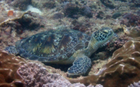 Poturtles Obrian, green turtle, adopted for Ryan Green turtle, Kisima, Mungu, Diani, Kenya. Image.