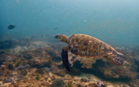 Spaceriders, green turtle, adopted for $TRTL Green turtle swimming over reef, Mwanamochi, Kenya. Image.