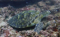 Declan, adopted by Sharon Adopted sea turtle in Kenya. Image