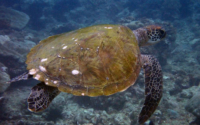 Franklin, green turtle, adopted by Yoga Tage Claudia Shankari Zimmermann & Dörte Kubatzki Green turtle, swimming over reef, Milele, Diani Beach, Kenya. Image.