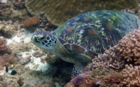 Daila, green turtle, adopted for $TRTL Green turtle resting in corals, Mwanamochi, Diani Beach, Kenya. Image.