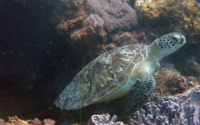 Christine, green turtle, adopted by Nikolai Green turtle resting on the reef, Mwanamochi, Kenya. Image.