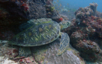 UnpopularEL, green turtle, adopted for $TRTL Green turtle, Mwanamochi, Kenya. Image.