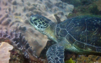 Pearl, green turtle, adopted for $TRTL Green turtle, Kongo, Kenya. Image.