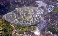 Pablo, green turtle, adopted Green turtle feeding in algal bed, Mwanamochi, Kenya. Image.