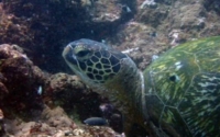 Edith, green turtle, adopted by Yoga Tage Claudia Shankari Zimmermann & Lara Bechter Green turtle, resting on reef, Milele, Diani Beach, Kenya. Image.