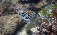 Solana, green turtle, adopted for $TRTL Green turtle resting on reef, Mwanamochi, Diani Beach, Kenya. Image.