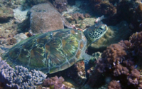 Cassiopeia, green turtle, adopted for Martina by Andreas Green turtle on coral reef, Mwanamochi, Kenya. Image.
