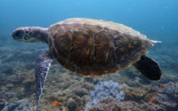 JoeKa, green turtle, adopted by Katja Green turtle swimming over the reef, Kinondo, Kenya. Image.