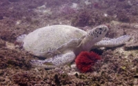 Luai, green turtle, adopted by Yoga Tage Claudia Shankari Zimmermann & Lara Bechter Green turtle, resting on reef, Kisima Mungu, Diani Beach, Kenya. Image.