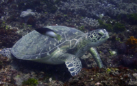 Apple, green turtle, adopted for Alec by Hannah Green turtle, Kongo, Kenya. Image.