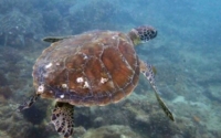 Amma, green turtle, adopted by Yoga Tage Claudia Shankari Zimmermann & Lis Mitterrutzner Green turtle, swimming over reef, Galu, Diani Beach, Kenya. Image.