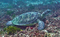 Squirt, green turtle, adopted for Corey by Tara Kupersmith Green turtle resting on coral reef, Jadini, Kenya. Image.