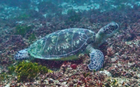 Squirt, green turtle, adopted for Corey by Tara Kupersmith Green turtle resting on coral reef, Jadini, Kenya. Image.