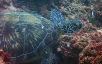 Tyga, green turtle, adopted for Tyga by Julie Church Green turtle resting on reef, Kisima Mungu, Kenya. Image.