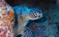 Zelda, green turtle, adopted for Ziv Green turtle, resting on reef, Tiwi, Diani Beach, Kenya. Image.
